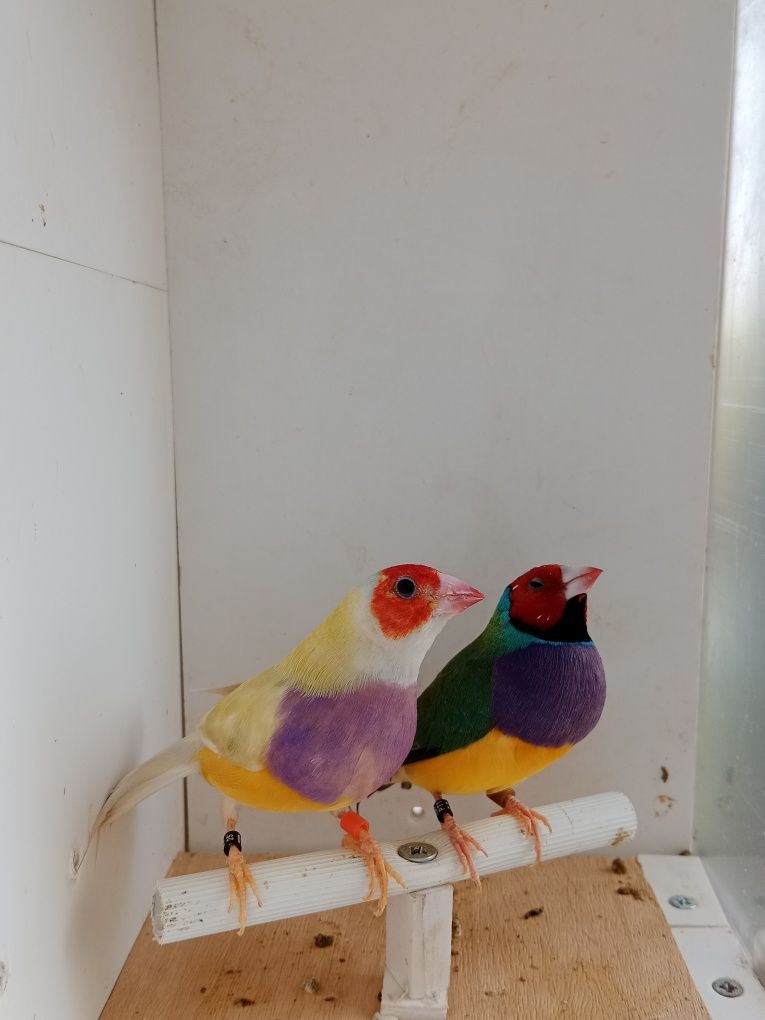 Casais de diamante de gould