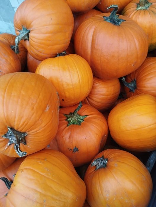 Dynia halloween odsort/nie wybarwiona krzywa 3 t