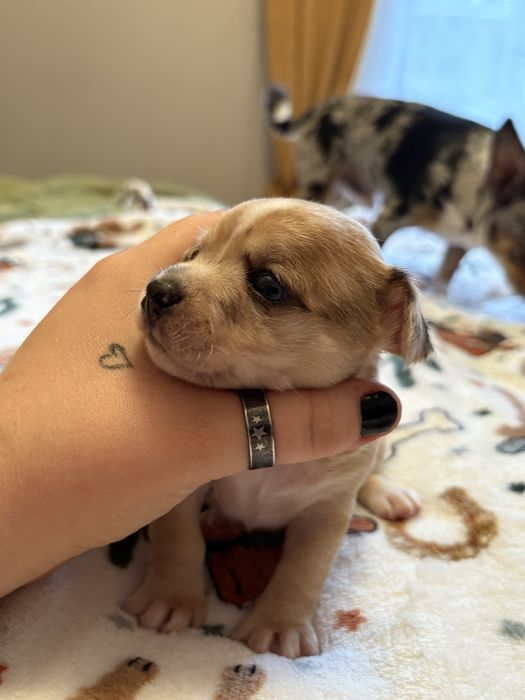 Chihuahua suczka  merle