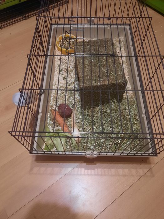 Świnki wraz z klatką