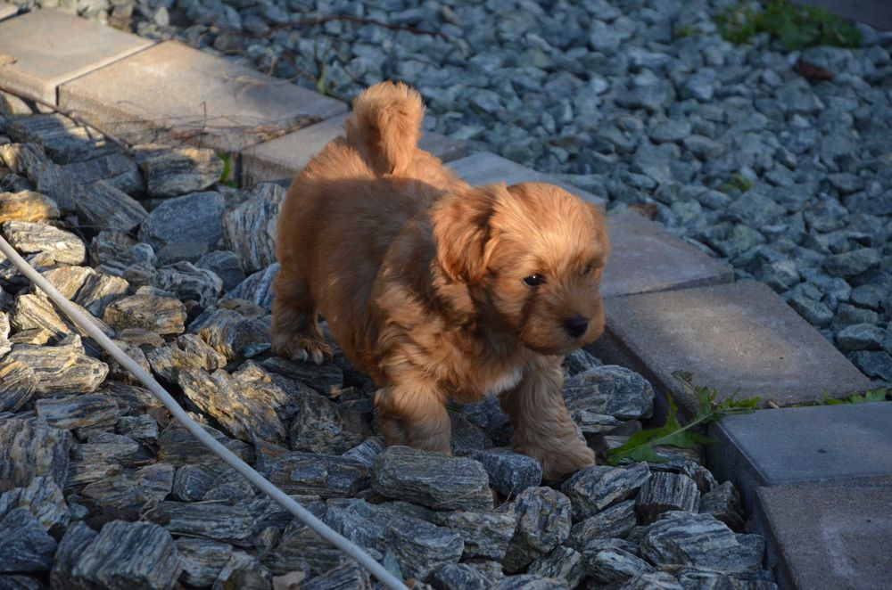 hawańczyk wspaniały piesek YUPPI  ZKwP/FCI