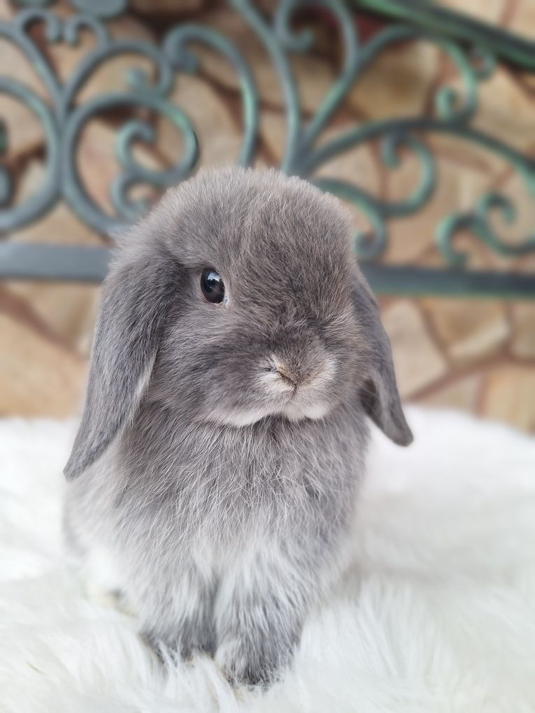 Mini lop w barwie niebieskiej. Hodowla zarejestrowana