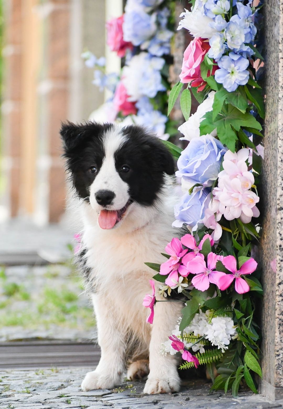 Cudowny piesek Border Collie ZKwP FCI
