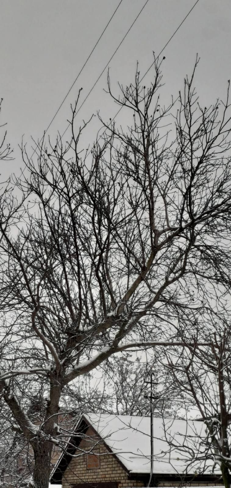 Видалення аварійних дерев Благоустрій Демонтаж