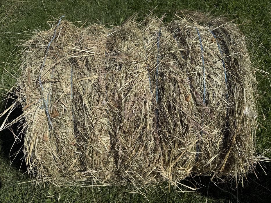 Продам тюки сіна