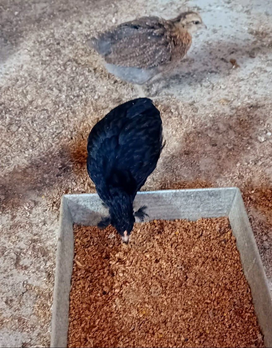 Kura kury aracuany naturalne ekologiczne araucany pisklaki araucany