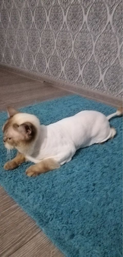 Стрижка собак и кошек
