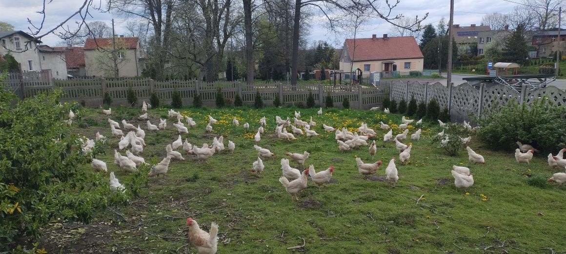 Swojskie duże jajka, wolny wybieg