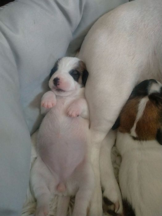 Продаю собачок джек расел