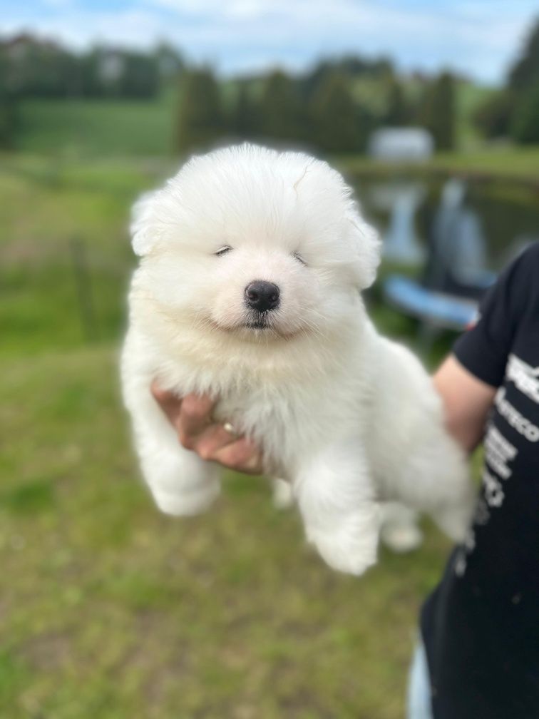 Samoyed. Samojed. Szczeniak. Zkwp FCI. Gotowy do odbioru.