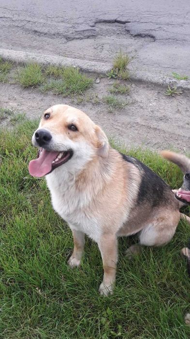 Чудова собачка. Вірний і розумний песик охоронець