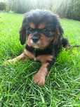 Cavalier King Charles Spaniel - dziewczynka