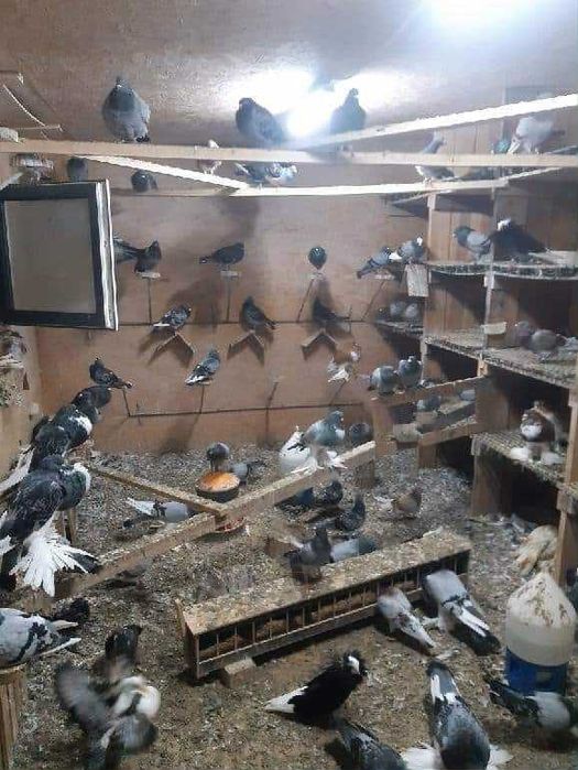 Oddam Gołębie pocztowe