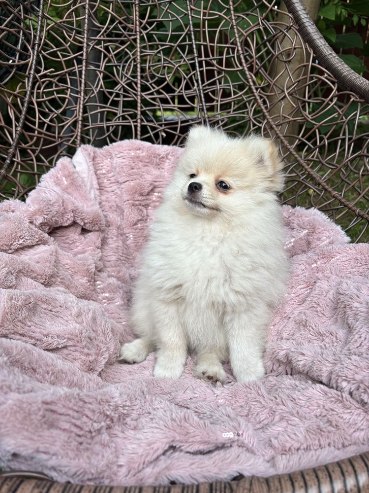 Pomeranian, piesek