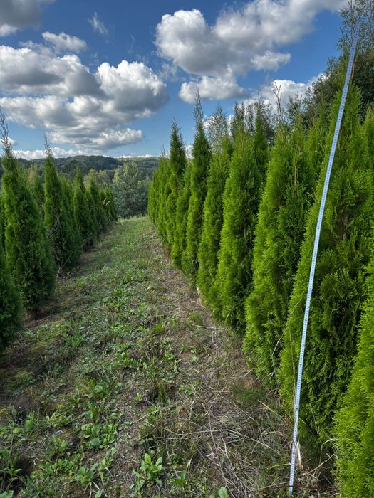 Tuja szmaragd , brabant,, zywopłot 150-180 cm, sosna ,jałowiec, swierk