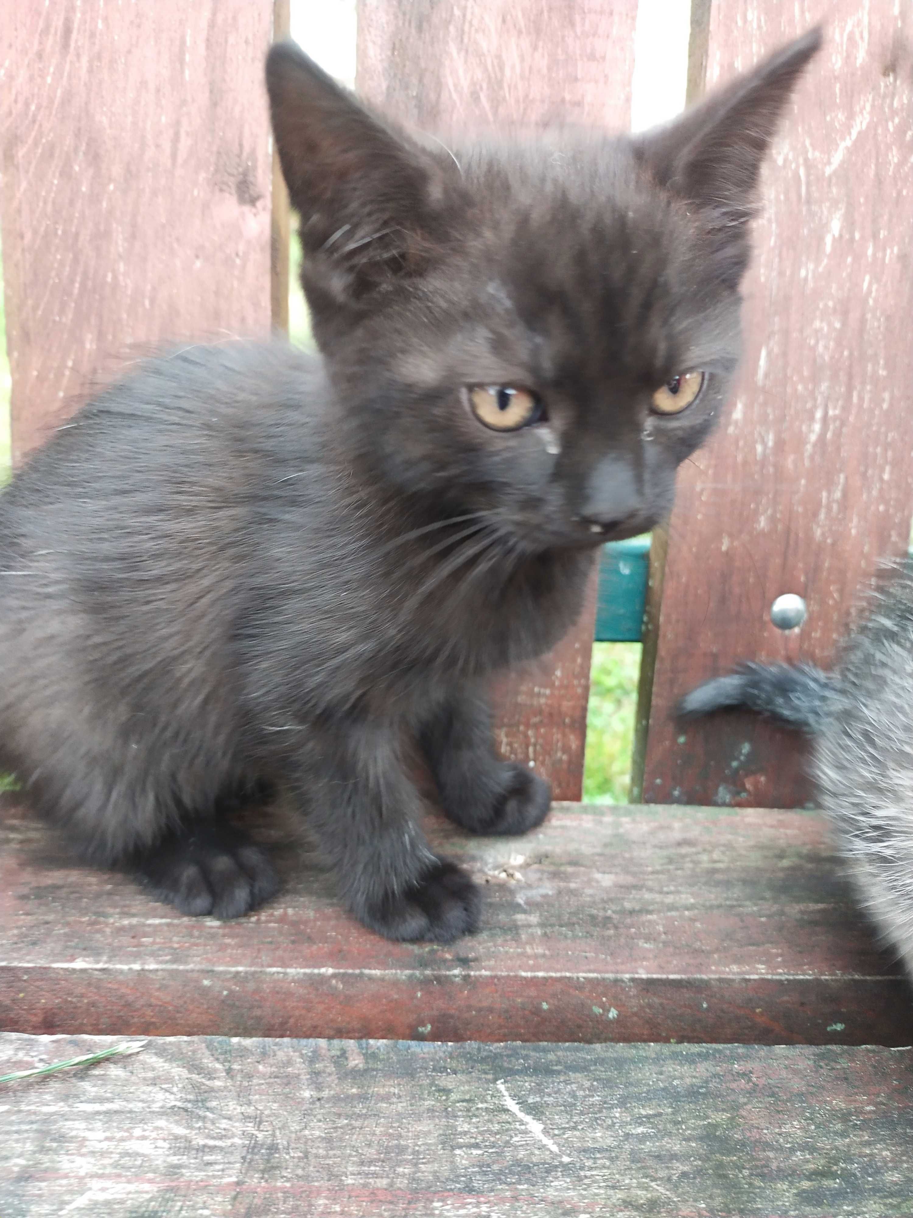 Kotek do adopcji