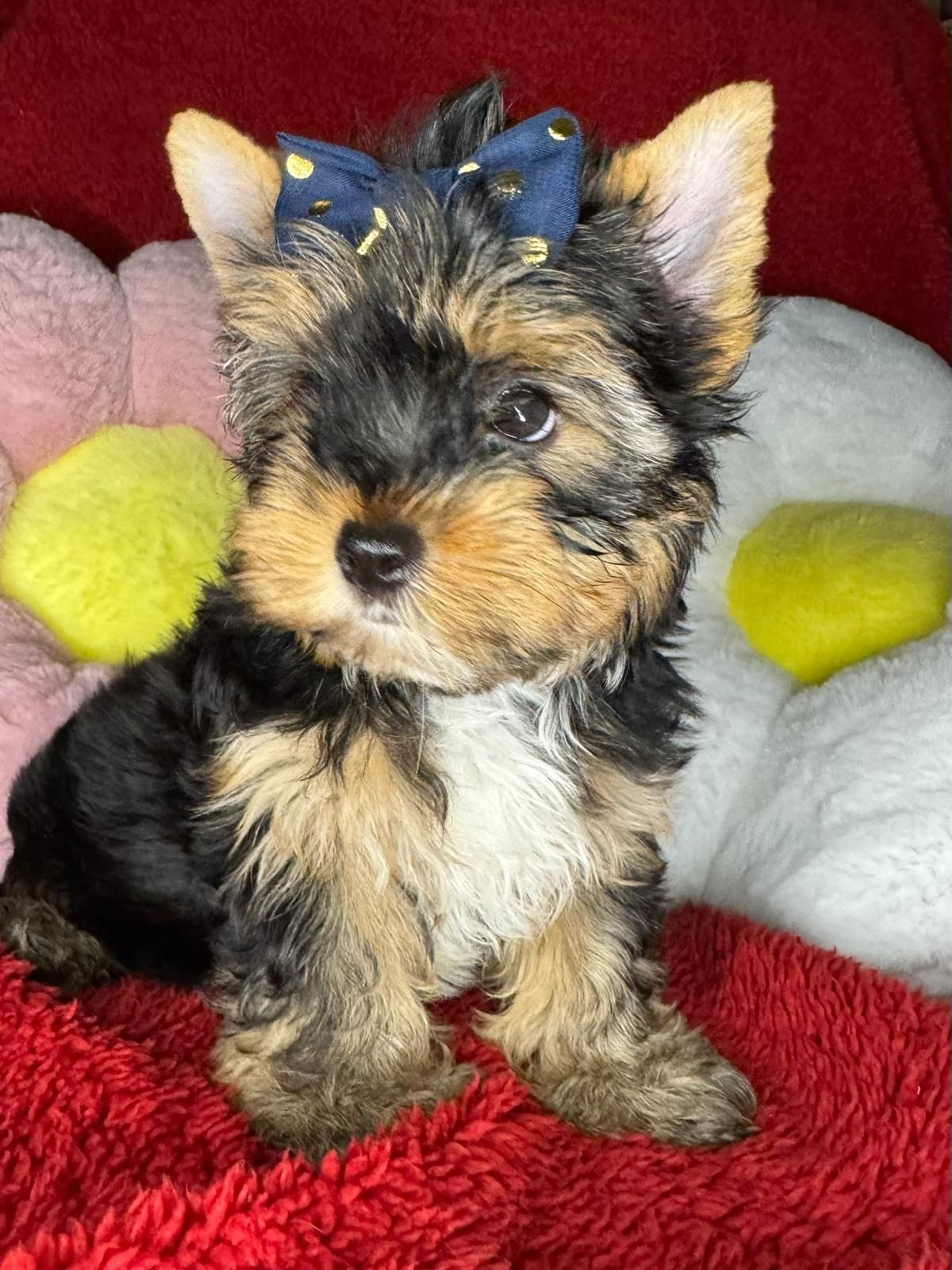 Dziewczynka Yorkshire Terrier SARA -gotowa do odbioru