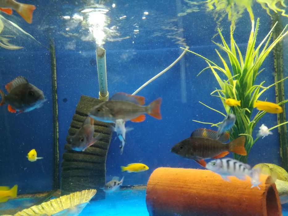 Pyszczaki borlej catanga