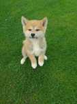 Akita Inu suczka