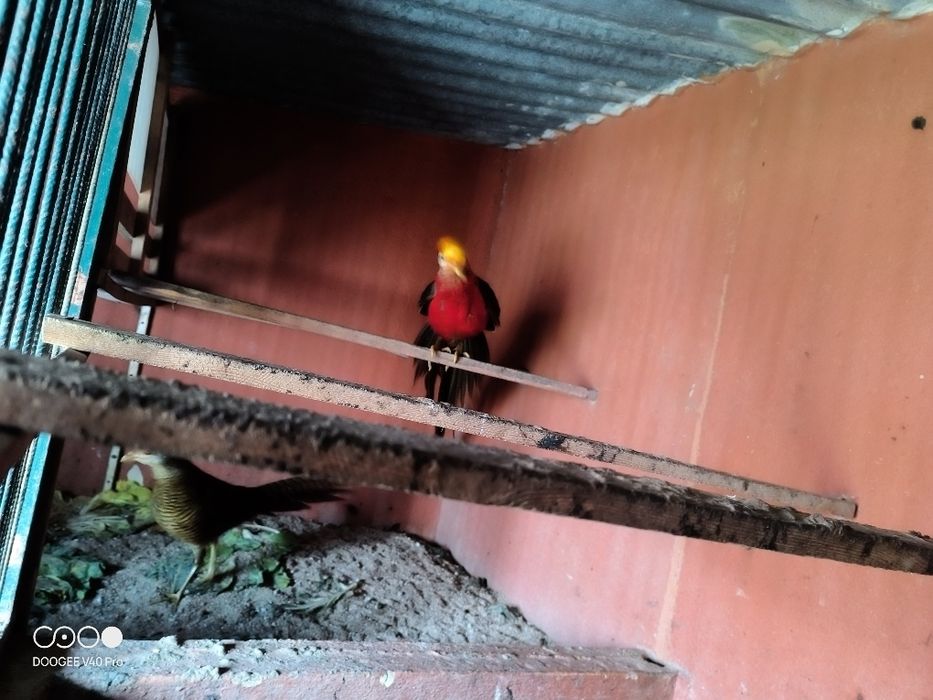 Faisão para venda