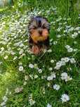 Suczka Yorkshire Terrier - szczeniak
