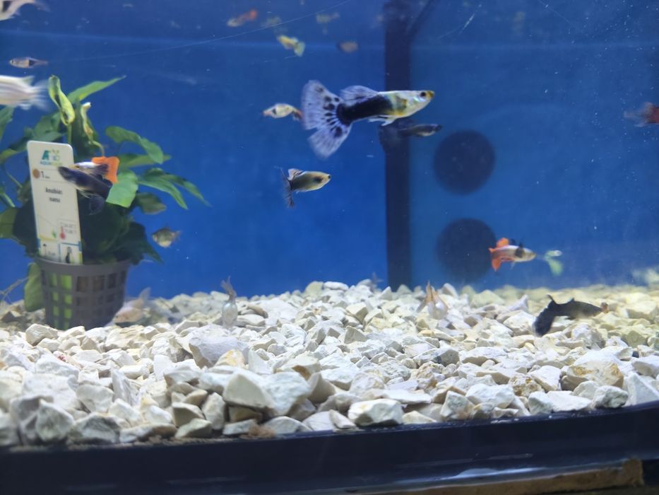 Guppys dumbo cauda vermelha /Metallica Yellow