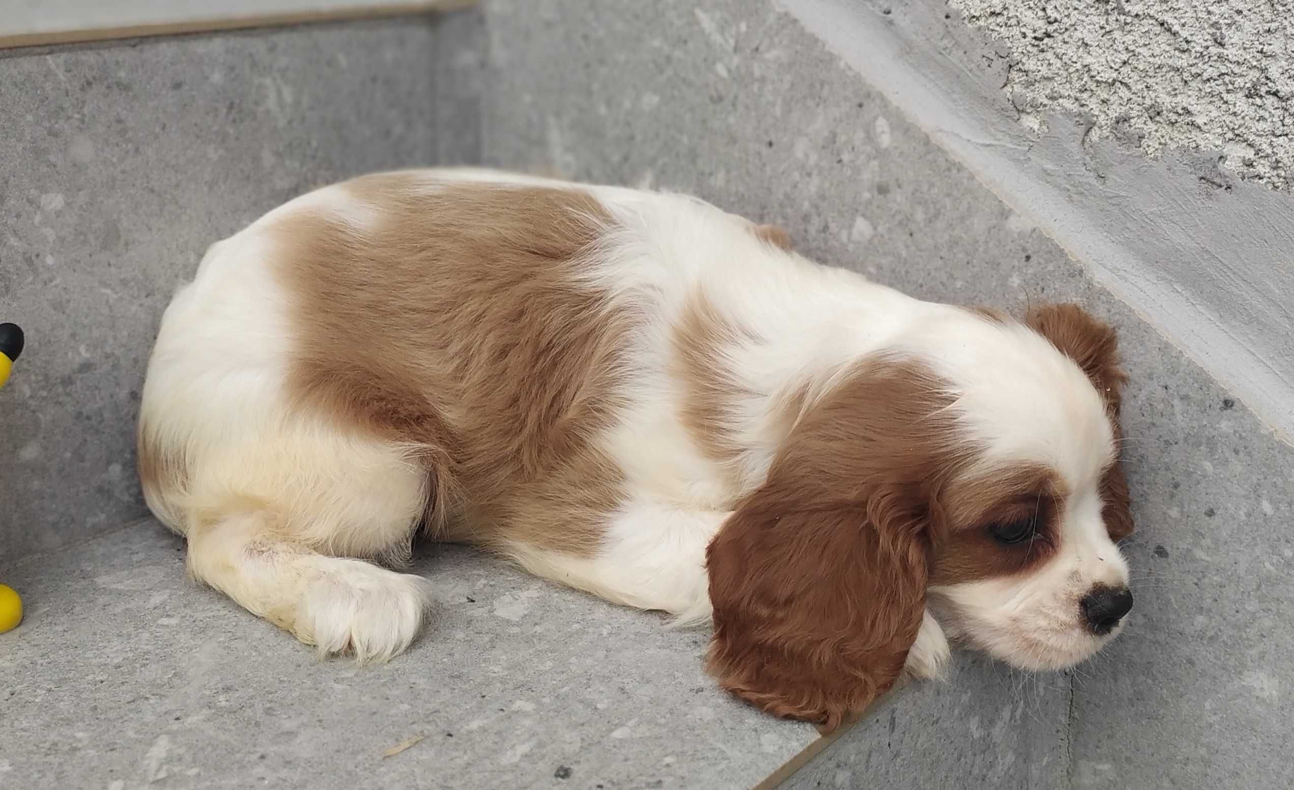 Piękna suczka rasy Cavalier King Charles Spaniel - rodowód ZHPR