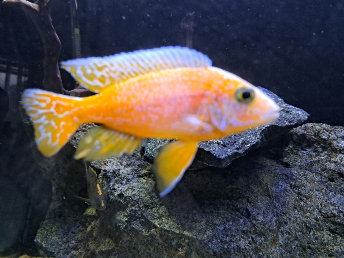 Pyszczak Aulonocara fire fish