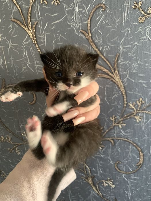 Бещкоштовно кошення в добрі руки