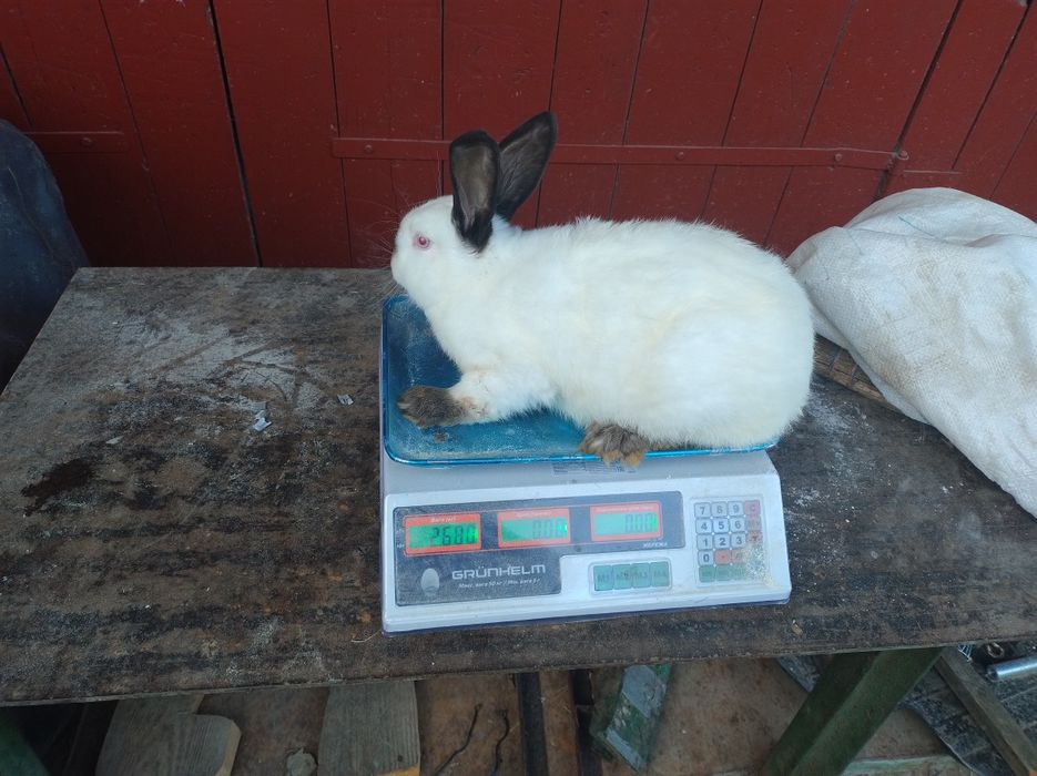 Продам молодих кроликів