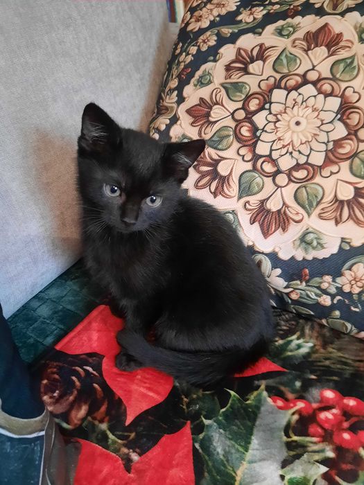 Dwa śliczne małe kotki oddam w dobre ręce