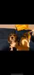 Oddam dwa beagle w dobre ręce!