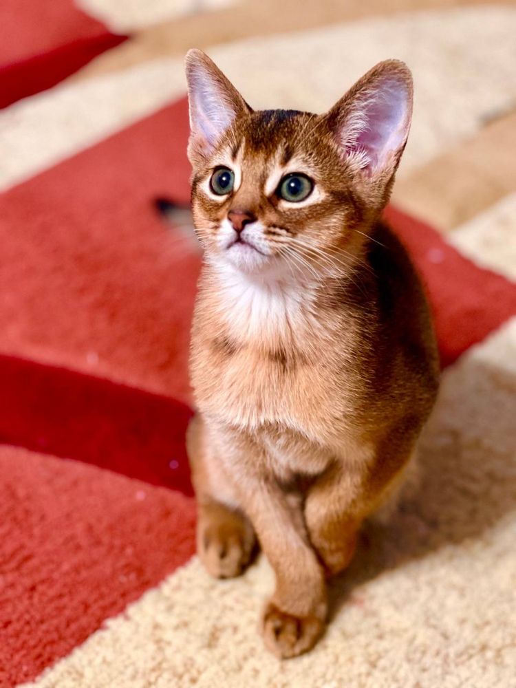 Абиссинские Котята