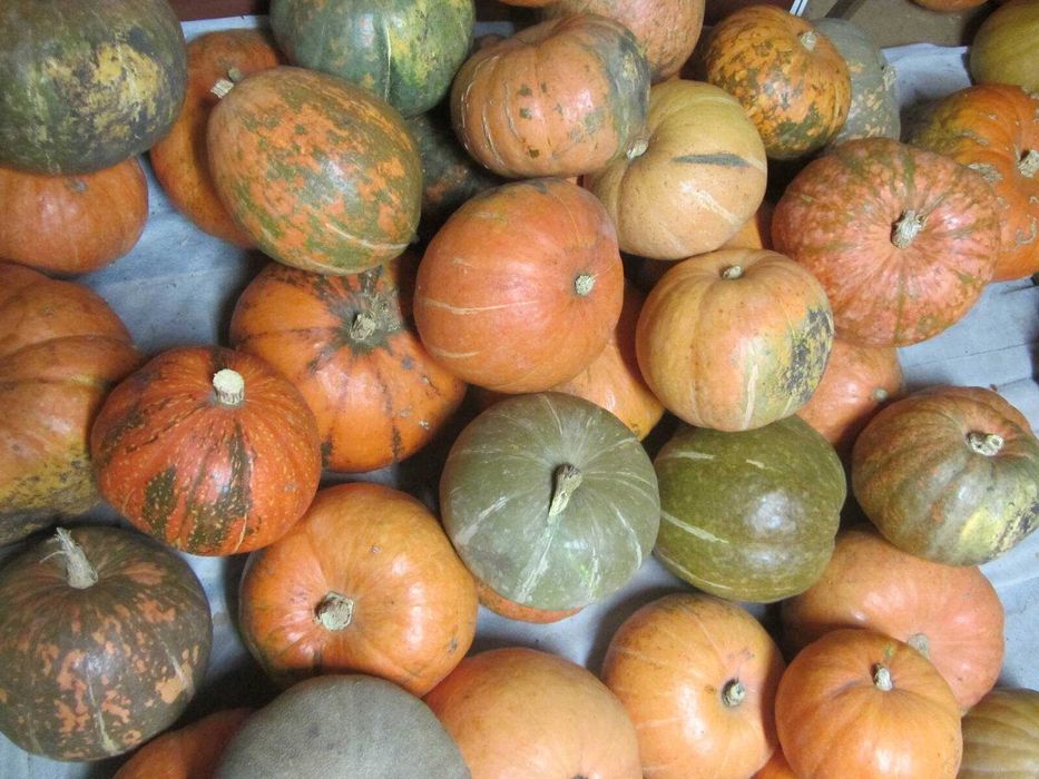 Продам гарбуз Оранж органічний кашовий солодкий
