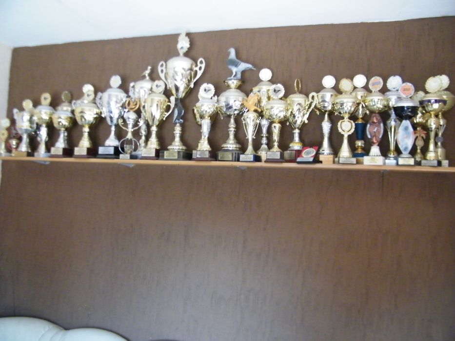 Gołębie Pocztowe rozpłodowe i lotowe  Wielokrotny Mistrz