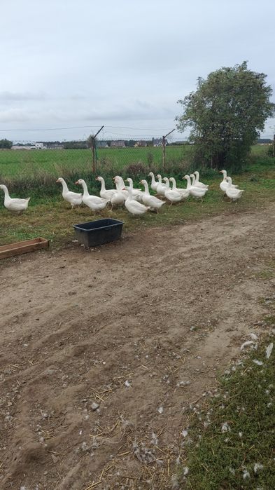 Gęsi do uboju w wadze 5-8 kg.