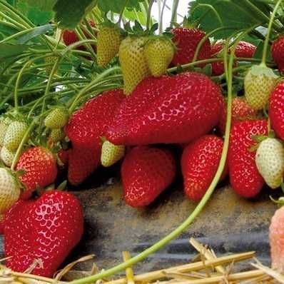 Саджанці Розсада Ремонтантної полуниці клубники (10 штук) Роздріб-Опт