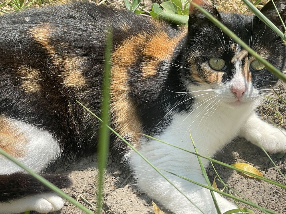 Бесплатно котики
