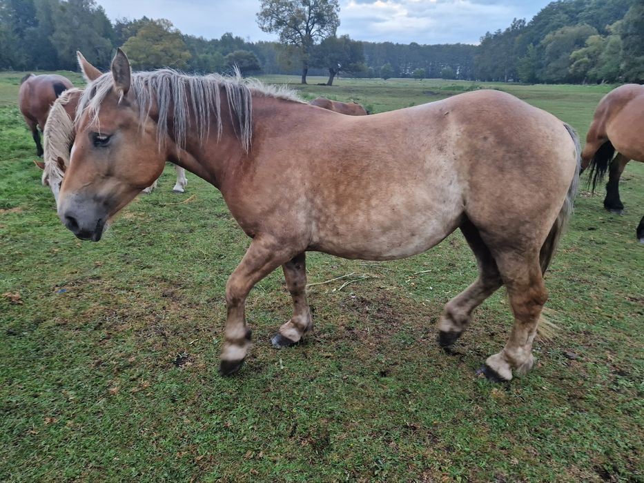 Polski koń zimnokrwisty
