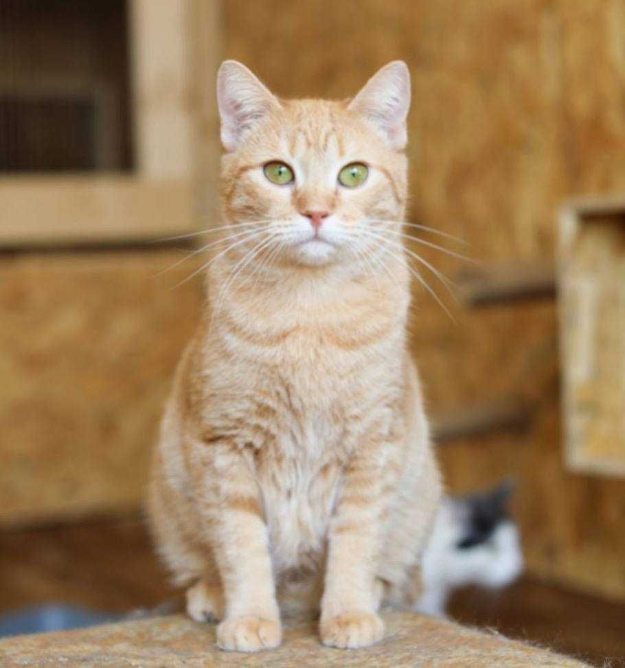 Рыжее солнышко кошка Фанта, 1,5 года, кошечка, котенок