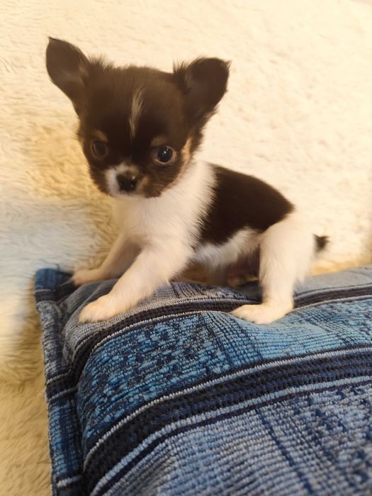 Piękny piesek chihuahua