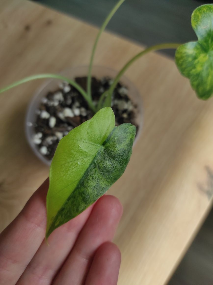 Wyprzedaż rośliny doniczkowe,syngonium,monstery,philodendron,aglaonema