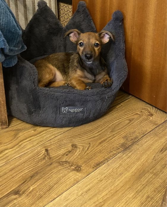 Didi-delikatna suczka-szczeniak czeka na spokojny dom