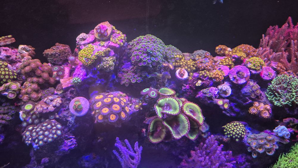 Zoanthusy szczepki