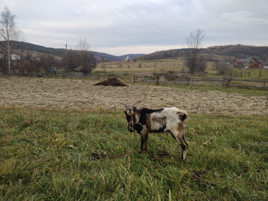 Пропоную злучкуз цапом нубо -ламача
