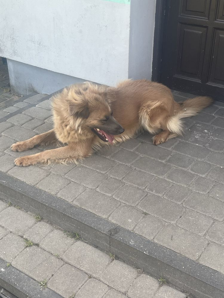 Oddam suczke typu owczarek w dobre ręce