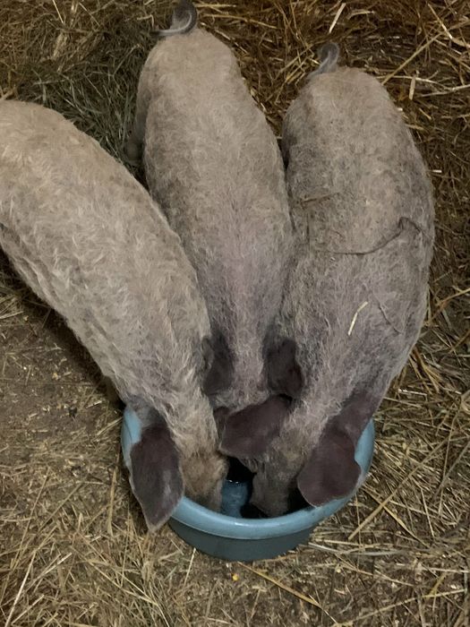 Поросята Угорська пухова мангалиця