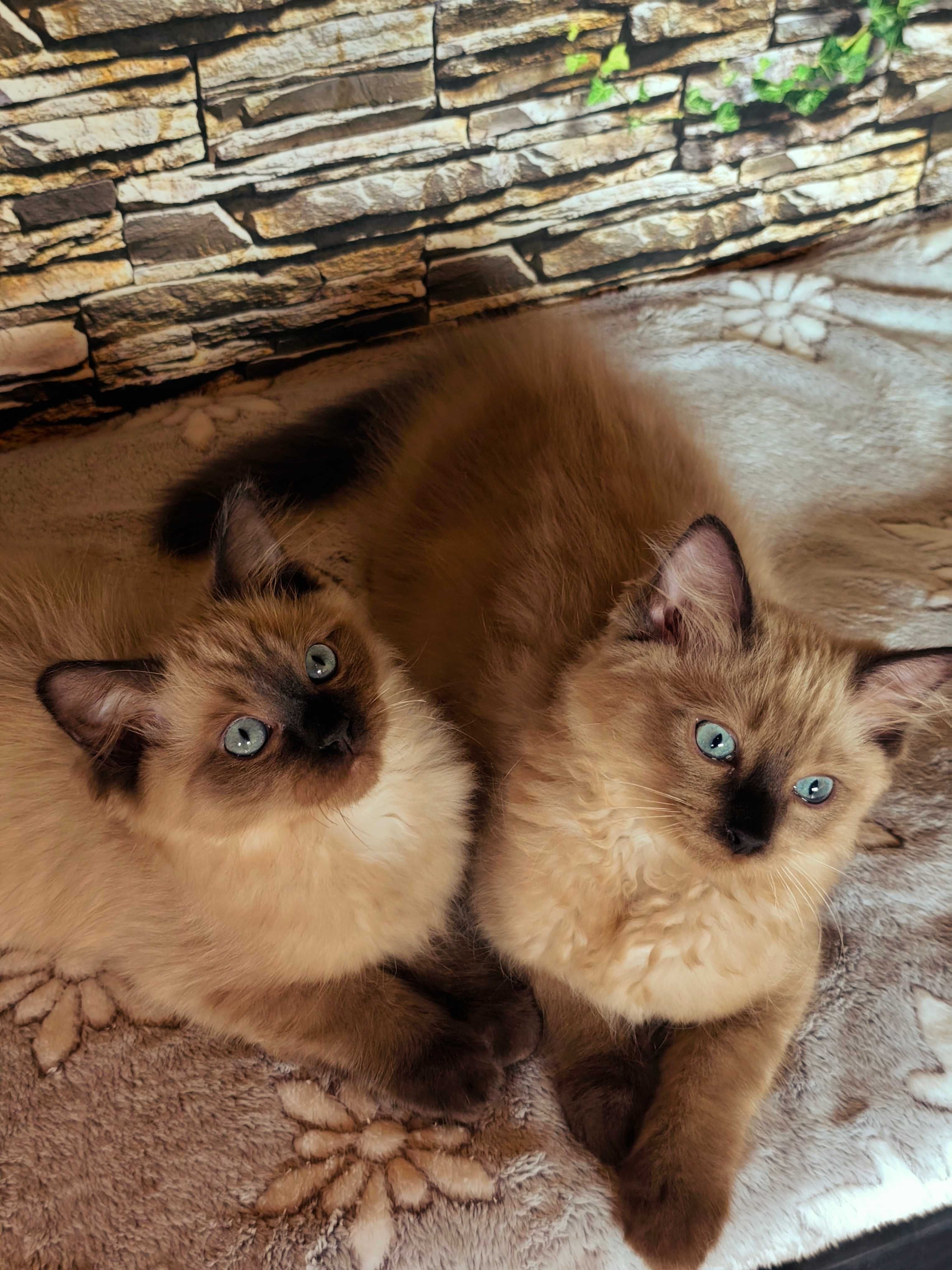 Ragdoll Cherubim Mink Czekoladowy kocurek rodowód TICA