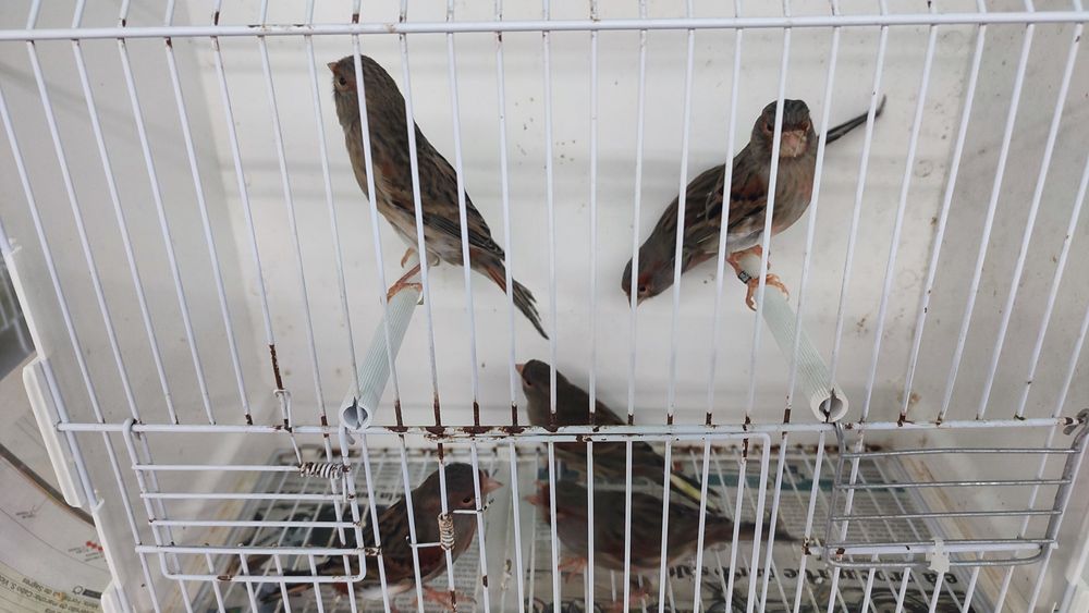 Canários Arlequins Fêmeas