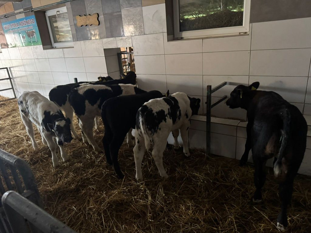 Jałówki bb i angus